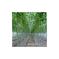 供應(yīng)優(yōu)質(zhì)3公分5公分6公分8公分毛白楊