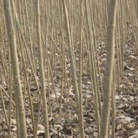 處理4公分，5.5-6公分速生法桐