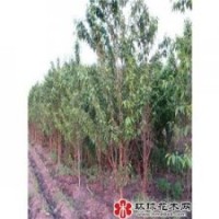 供應(yīng)大量山桃苗低價,山杏苗出售