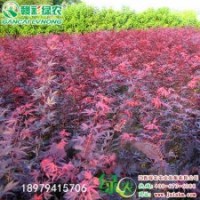 日本紅楓三季紅 江西三季紅小苗報價 正宗優(yōu)質(zhì)三季紅紅楓小苗