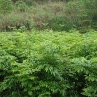 供應(yīng)海南黃花梨