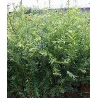 南寧央大供應(yīng)袋裝紅豆杉