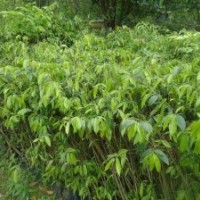 供應(yīng)沉香苗