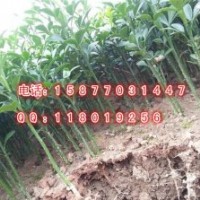 枳殼苗 枳殼小苗 酸柑苗批發(fā) 酸柑小苗 各種小苗