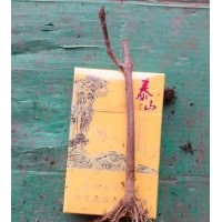 美國(guó)紅楓,秋火焰,秋紅楓