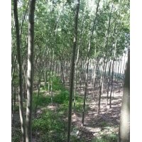 出售旱柳3-8公分 垂柳3-6公分 垂暴109（3-8公分）