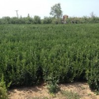 供應(yīng)山東大葉黃楊球苗（冬青球冬青苗）
