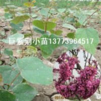 熱銷苗木巨紫荊1米高巨紫荊火熱銷售