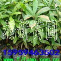 木荷袋苗 木荷容器苗 木荷杯苗