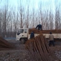 供應3-8公分椿樹 柳樹 北欒小苗 南欒苗