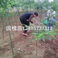2年生國槐樹苗家槐苗耐旱綠化樹苗批發(fā)