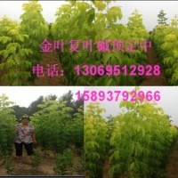 金葉復(fù)葉槭，櫻花，紅葉石楠扦插苗預(yù)定中或出售穴盤苗