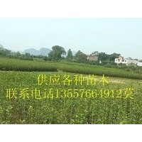 廣西苗木 八月桂，香樟，天竺桂，銀杏，紫薇，紅葉石楠，楊梅苗