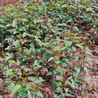 低價大量出售垂絲海棠