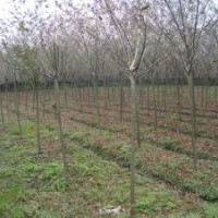 低價出售垂絲海棠