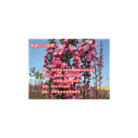 吉林高原之火海棠接穗%吉林皇家雨點海棠接穗