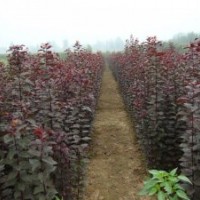 紅葉李樹苗價格_紅葉李種植技術(shù)