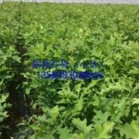 銷售；歐洲紅櫟