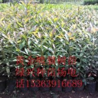 批發(fā)大量黃金熊貓樹 櫻花、檀香、大葉杜英、中葉杜英、尖葉杜英