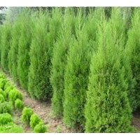 河南檜價(jià)格_河南檜小苗