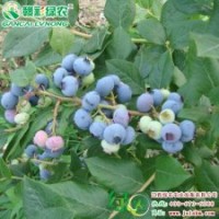 南方奧妮爾（達(dá)爾文） 適宜長途運(yùn)輸 南方藍(lán)莓小苗供應(yīng)批發(fā)零售