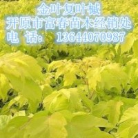 供應金葉復葉槭小苗|東北遼寧金葉復葉槭基地價格哪里買