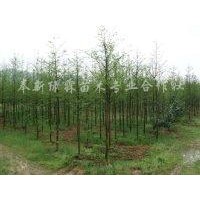 江西水杉苗|江西重陽木苗|江西紅葉石楠苗