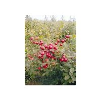 鈣果苗，棗樹(shù)苗，皂角苗