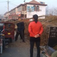 2米濟(jì)寧法桐小苗報(bào)價(jià) 2米法桐樹(shù)苗批發(fā) 哪里2米法桐種植好