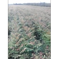 供應(yīng)北欒，北欒小苗，北欒種子，山貨北欒