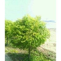 金葉榆對寒冷有極強的適應性