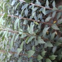 熱賣優(yōu)質(zhì)櫻花苗，紅葉櫻花苗