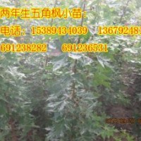 供應(yīng)五角楓、陜西五角楓樹(shù)苗、五角楓小苗、五角楓價(jià)格