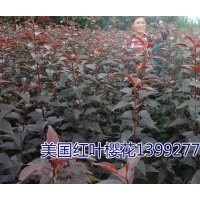 紅葉櫻花/陜西紅葉櫻花/四川紅葉櫻花