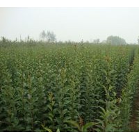 一年生大葉女貞小苗