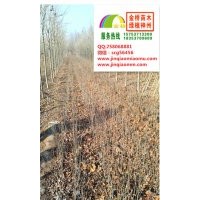 白蠟成品苗清地價(jià)出售