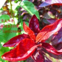 太陽李1公分左右