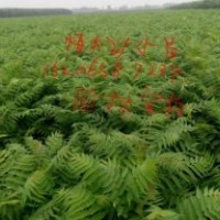 北欒苗，國(guó)槐苗，椿樹苗，榆樹苗等。。。。