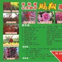 供應(yīng)金葉榆、白蘭地、皇家雨點(diǎn)海棠、牡丹海棠、珠穆朗瑪海棠、雞