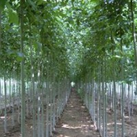 國槐苗 香花槐 白蠟 金葉榆