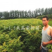 江蘇1米高欒樹占地苗綠化苗木行道樹欒樹工程苗各種規(guī)格