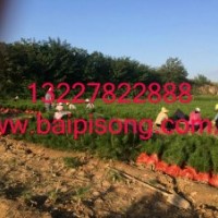 我公司供應(yīng)大量普通白皮松 陜西藍(lán)田白皮松