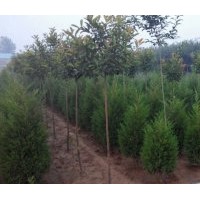 大批量供應(yīng)綠化苗木