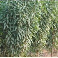 優(yōu)質(zhì)龍柱碧桃美國紅楓河南桃楓園林供應(yīng)