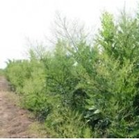 雙季槐米樹(shù)苗