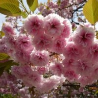 阿里山櫻花出售