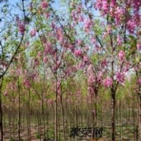 臭椿苗山西臭椿苗價(jià)格香椿苗杏花槐紫穗槐