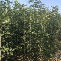 2-2.5公分原生、速生白蠟20萬棵出售