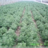 供應(yīng)《白皮松小苗》1米白皮松價(jià)格，2014 年白皮松最新價(jià)