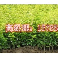 河北衡水深州供應各種春季扦插小苗